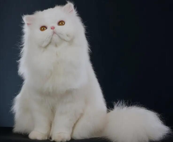 什么品种猫咪颜值高第三名波斯猫