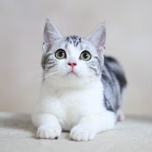 美短猫聪明吗?