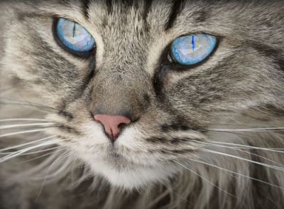 猫眼睛里有透明胶状物