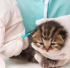 养猫必须要打疫苗吗?新手不会的看过来！