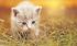 猫眼睛里有透明胶状物是什么？